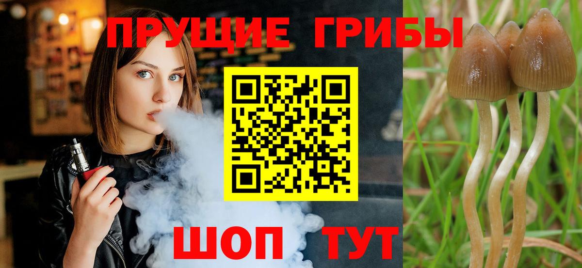 Псилоцибиновые грибы Cubensis Брянск